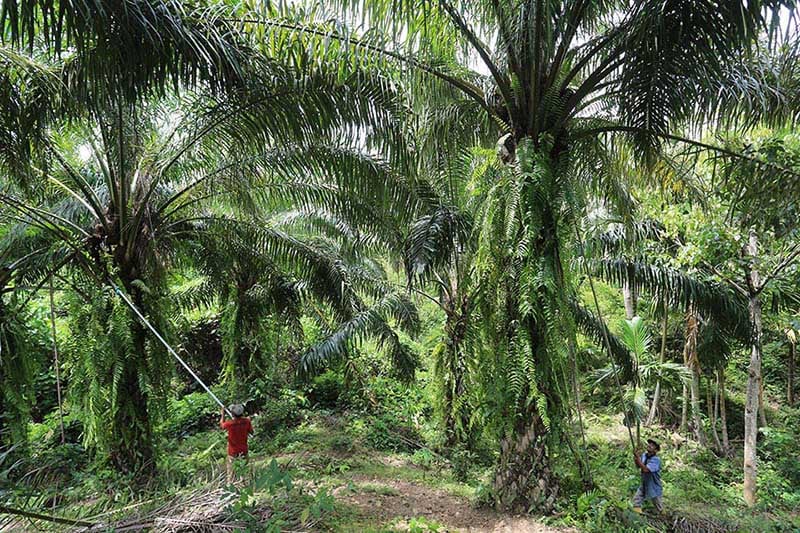 Nasib Menggantung Moratorium Sawit