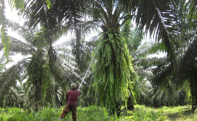 BPDPKS dan POPSI Dorong Pembentukan Korporasi Pekebun Sawit