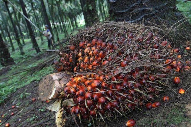 Masa Berlaku Moratorium Izin Kebun Sawit Berakhir