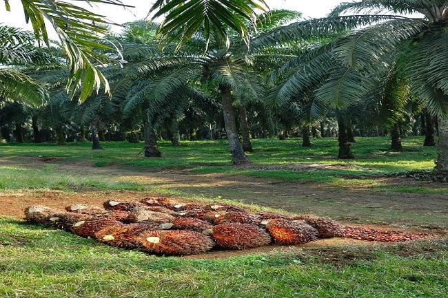 PTPN VIII Cetak Laba Semester I dari Kelapa Sawit