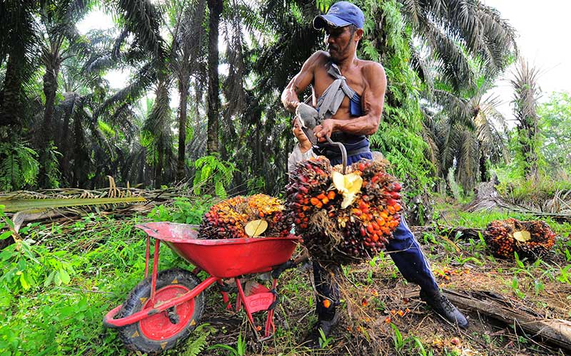 Harga CPO Naik, Pakar Minta Kemendag Akomodasi Soal HET Minyak Goreng