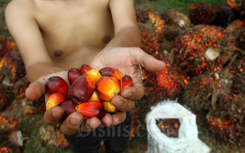 Produksi CPO Ditarget Capai 54,7 juta Ton pada 2022