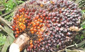 KELAPA SAWIT JADI ANDALAN SUMUT