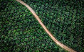 Wow Potensi Limbah Sawit Bisa Hasilkan 8.730 MW