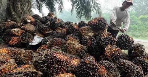 Produk Sawit Kontribusi 13,5% terhadap Ekspor Nonmigas