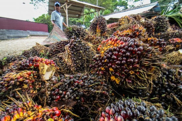 Penyebab RI Tak Bisa Kendalikan Harga CPO Meski Jadi Produsen Terbesar