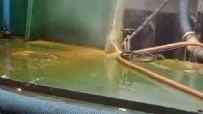 Viral Minyak Goreng Satu Kapal Tumpah ke Laut, Pengusaha Bilang Begini
