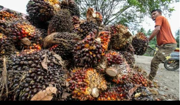 Soal Penerapan Kembali DMO untuk Atasi Masalah Minyak Goreng, GIMNI Ragu Kebijakan Ini akan Sukses