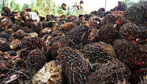Siapa Sangka! Emisi Minyak Sawit Paling Rendah Dibandingkan Minyak Nabati Lainnya di Dunia