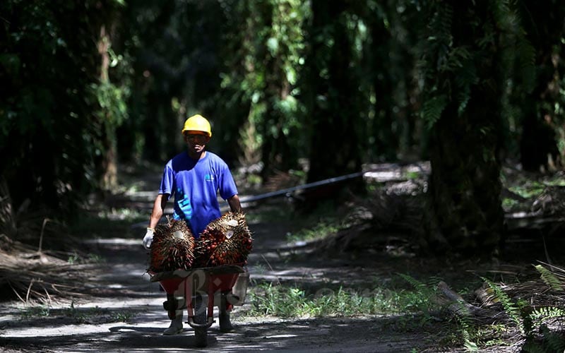 Petani Bisa Sedikit Bernafas Walau Harga Kelapa Sawit Masih Jauh dari Harapan