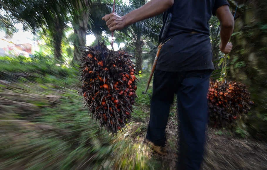 Program Peremajaan Sawit Rakyat Dinilai Perlu Dipercepat