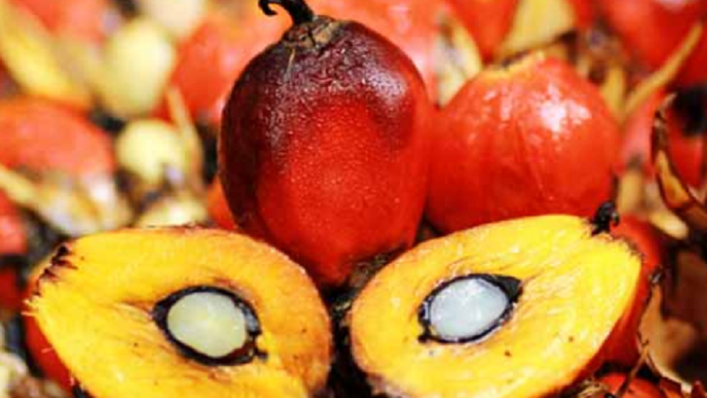 Harga CPO Menguat