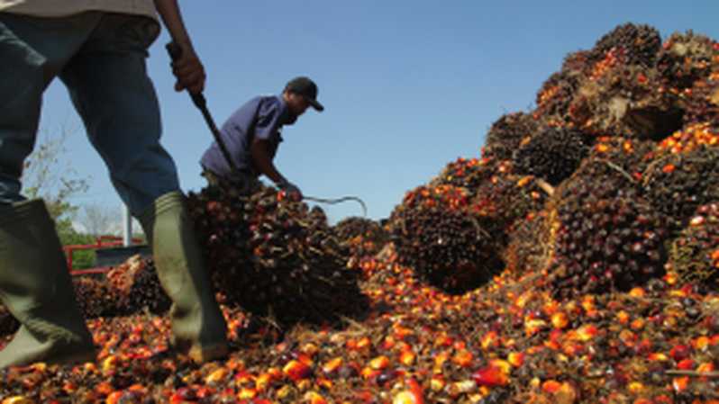 Harga CPO Lanjutkan Penguatan