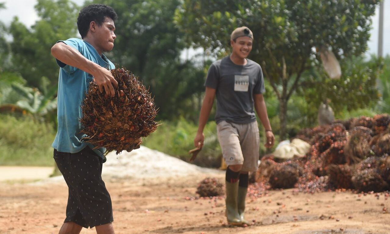 Peremajaan Mendesak untuk Wujudkan Sawit Berkelanjutan