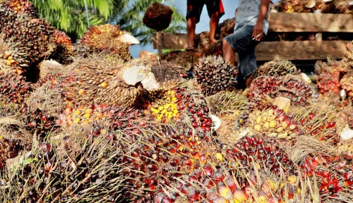 Dukung Net Zero Emission Melalui Pemanfaatan Bioenergi Berbasis Sawit