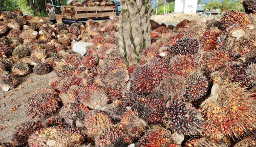 Minyak Sawit Hadir untuk Menyediakan Pangan Dunia