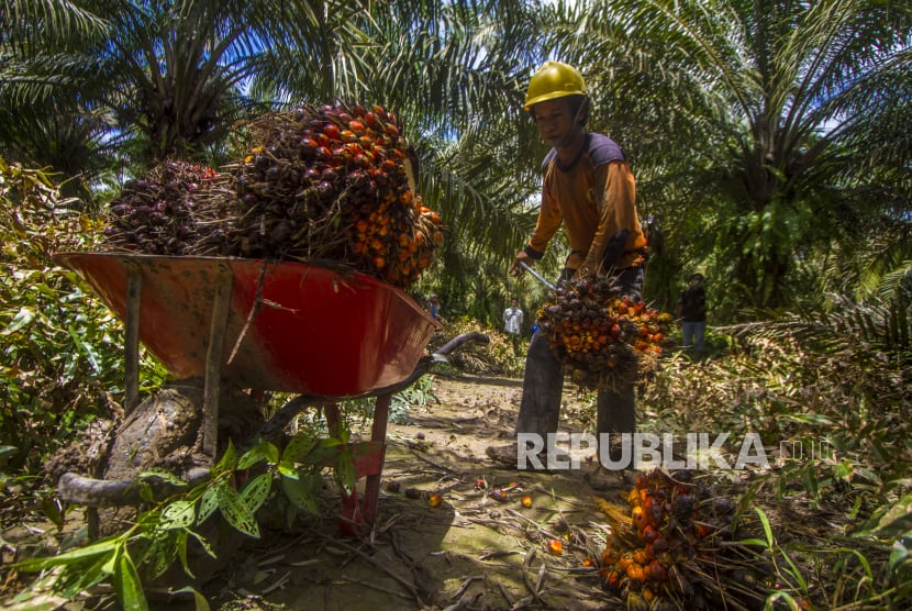Harga TBS Sawit Kaltim Naik Jadi Rp 1.940,85 per Kg