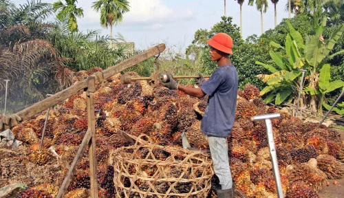 Pengembangan Inovasi Produk Hilir Sawit di Indonesia Masih Sangat Menjanjikan