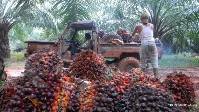 DPR: Kelapa Sawit Berkontribusi Luas Bagi Perekonomian Indonesia