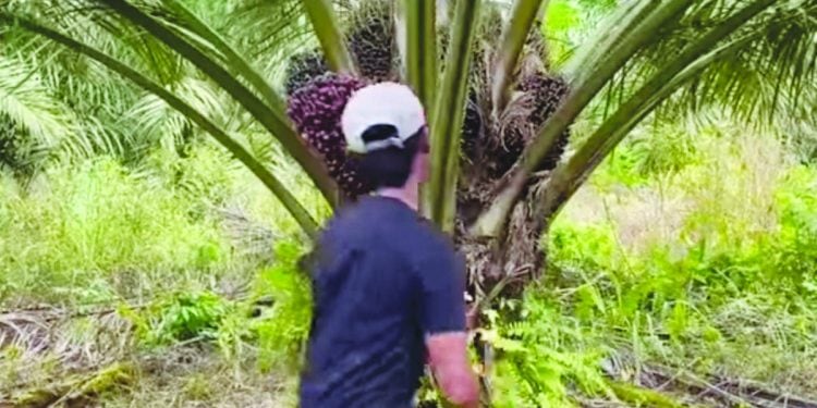 Pasokan CPO untuk Program Biodiesel Khusus B40 Diprediksi Naik