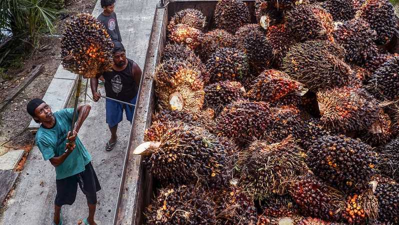 Perusahaan Sawit Berikan Perhatian Khusus pada Sektor Pendidikan