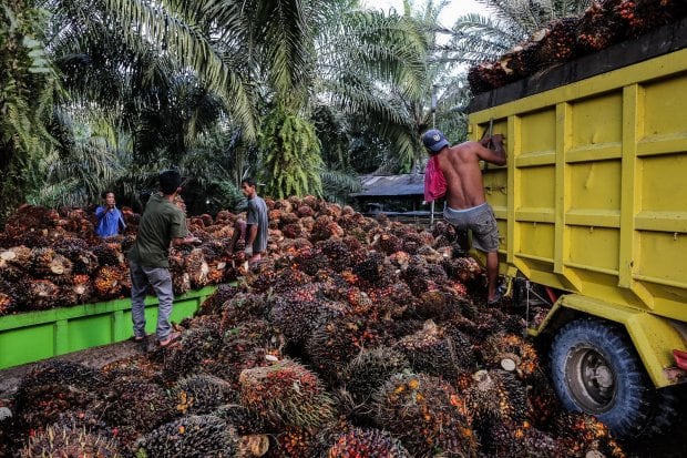 Ekspor Produk Sawit RI Melonjak 60%, Ini Tiga Negara Pembeli Terbesar