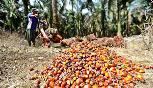 Memang Belum Familiar, Minyak Sawit Merah Miliki Kandungan Nilai Gizi Tinggi