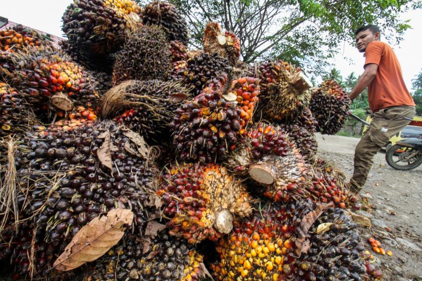 PTPN III Bangun Unit Pengolahan Kelapa Sawit Mini