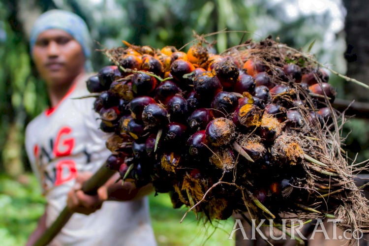 Dugaan Kartel Minyak Goreng, GIMNI: Kecil Kemungkinan Produsen Sawit Mengatur Harga
