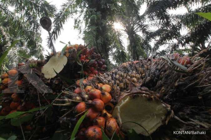 Harga Minyak Goreng Sudah Stabil, Efek DMO CPO Tak Terlihat Lagi