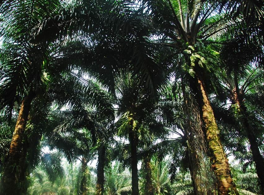 Indonesia dan Tantangan Industri Kelapa Sawit