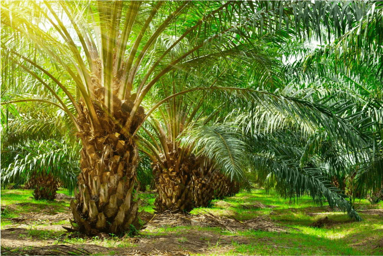 Pohon Sawit, Pohon Ajaib dengan 8 Karakteristik Khasnya