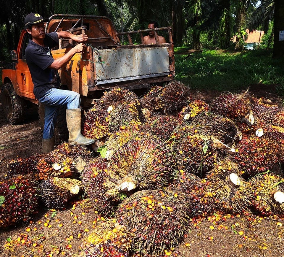 Kebun Sawit. Foto: BeritaSatu Photo/Defrizal