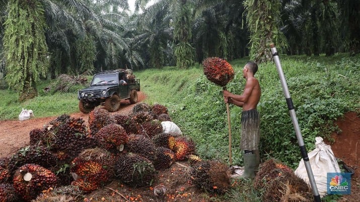 Foto: Pekerja mengangkut hasil panen kelapa Sawit di kebun Cimulang, Bogor, Jawa Barat, Jumat (15/3). (CNBC Indonesia/Muhammad Sabki)