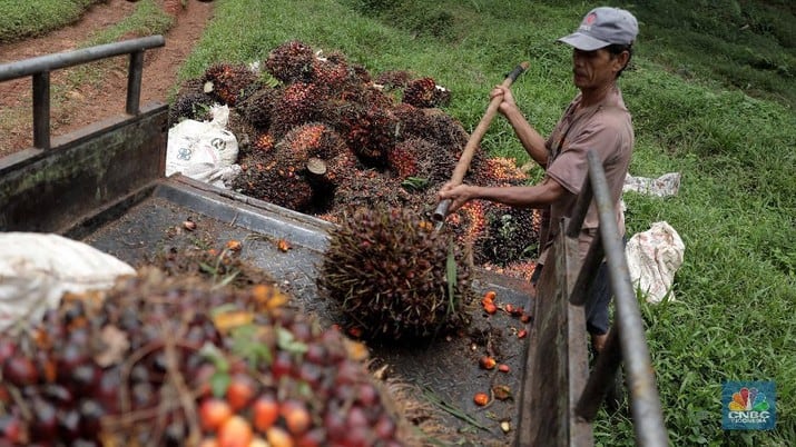 Sempat Melambung Karena Ulah Rusia, Harga CPO Longsor Lagi