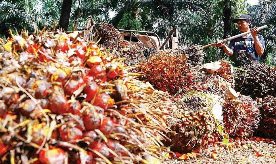 Harga CPO Rontok, Terbebani Dua Sentimen Ini