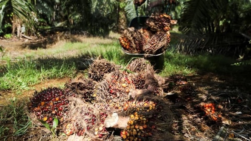 Harga CPO Rebound Ditengah Prospek Bullish