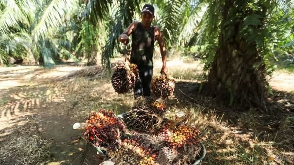Harga CPO Menguat Tiga Hari Beruntun