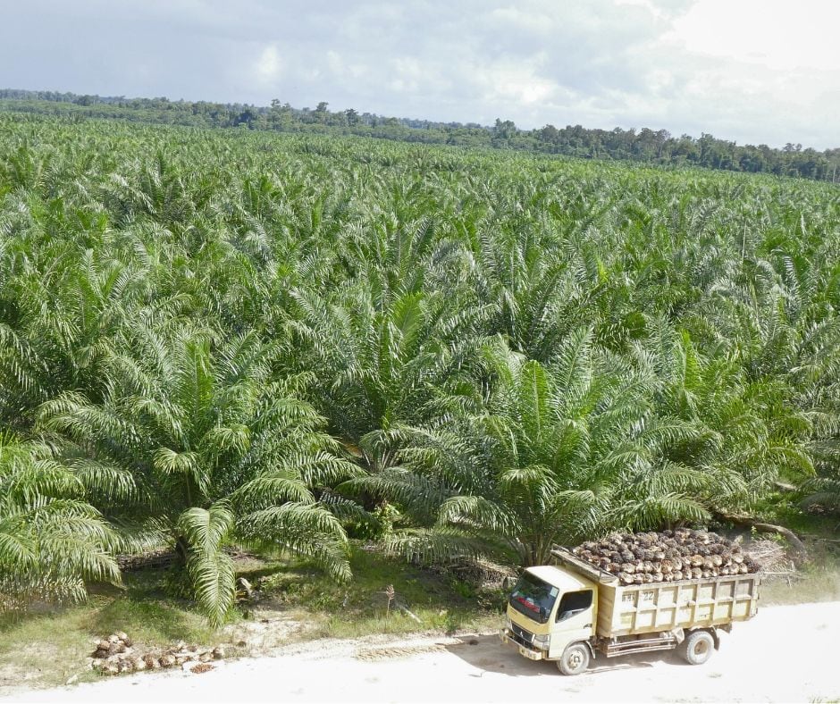 Harga Referensi Komoditas Minyak Kelapa Sawit Untuk Periode 1—15 Januari 2024 Mengalami Penurunan