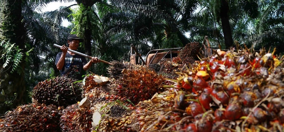 Harga CPO Kembali Naik di Tengah Kekhawatiran Melemahnya Produksi