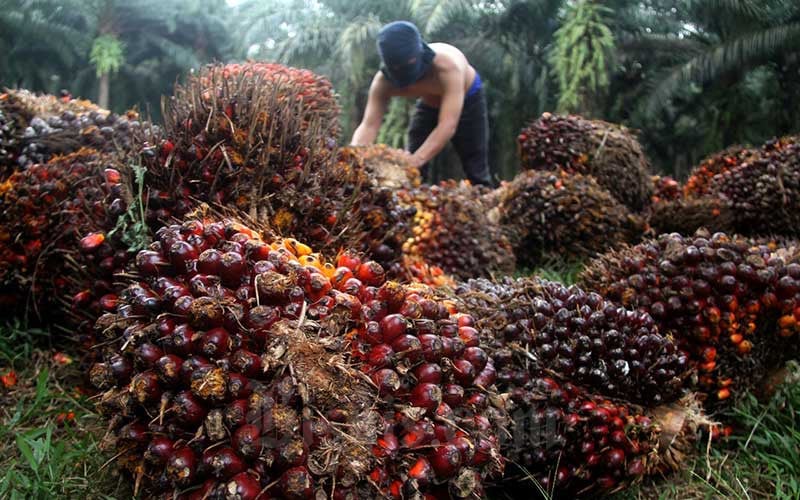 Prospek Sawit 2024: Produksi Naik, Ekspor Melemah