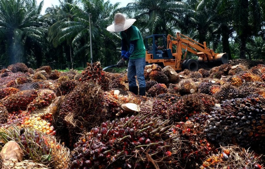 petani sawit