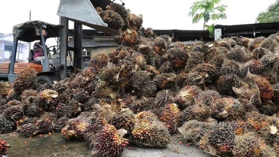 Harga CPO Melesat Seiring Penguatan Minyak Kedelai
