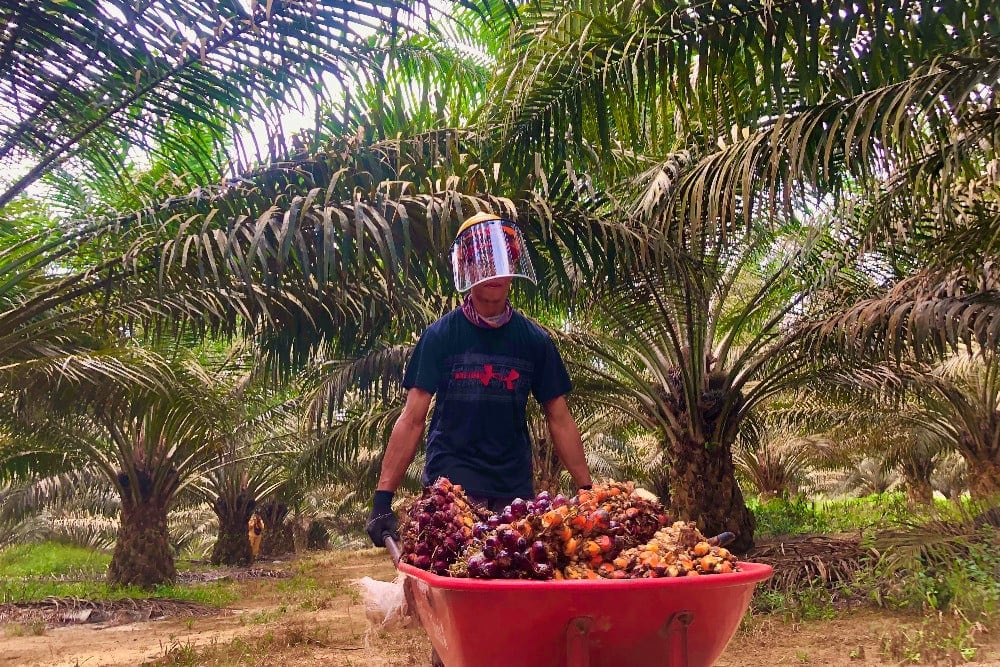 Ironi Kelapa Sawit (CPO): Harga Naik, Produksi Stagnan