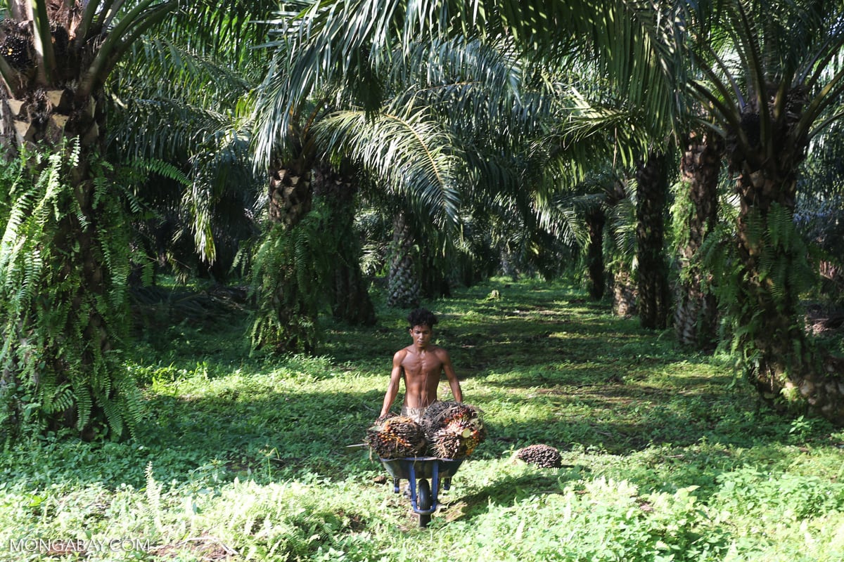 petani sawit